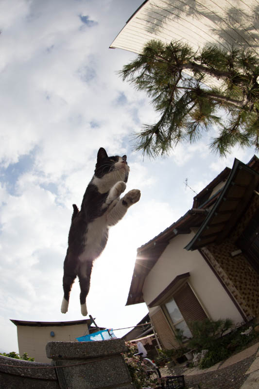 f:id:fubirai:20131225230924j:image