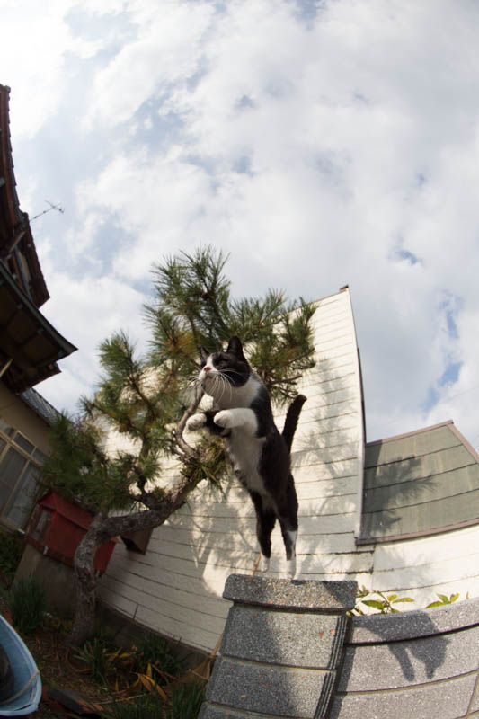 f:id:fubirai:20131225230925j:image