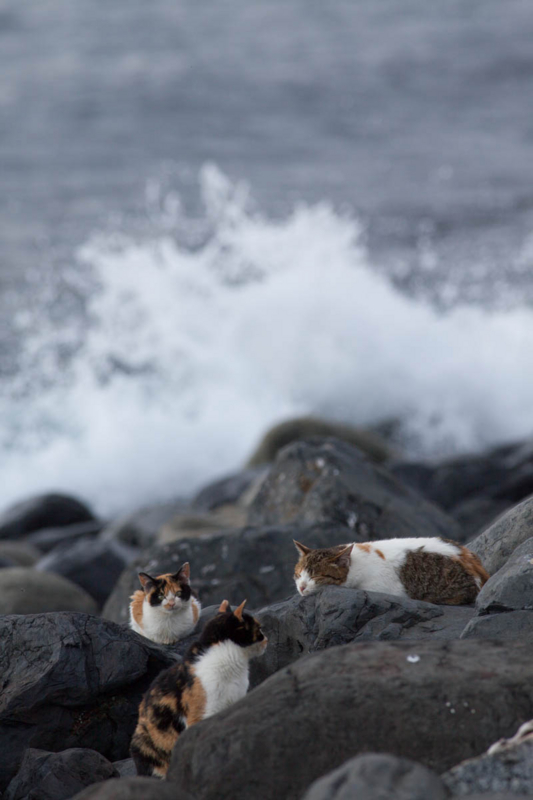 f:id:fubirai:20140403231016j:image