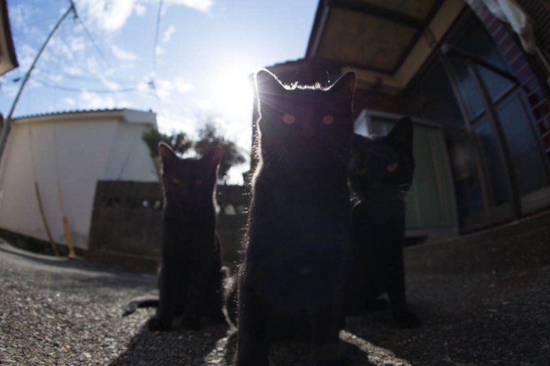 f:id:fubirai:20140407224747j:image