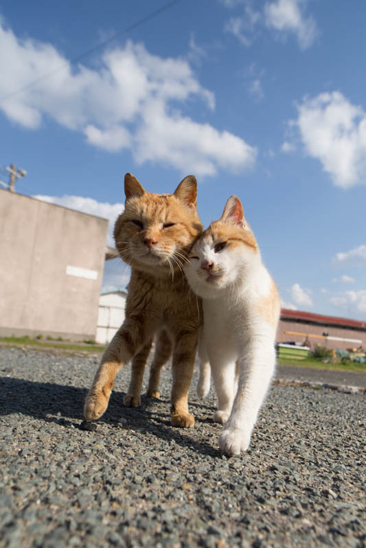 f:id:fubirai:20140411230453j:image