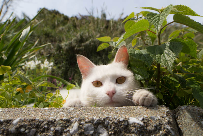 f:id:fubirai:20140411230455j:image