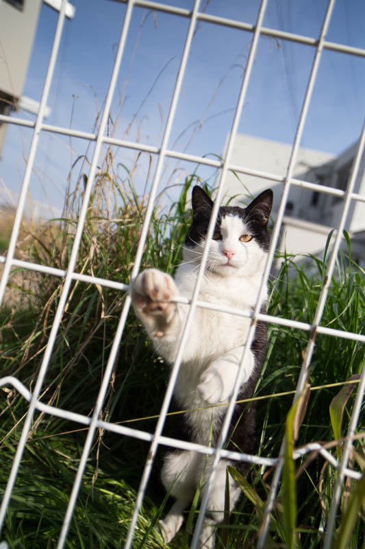 f:id:fubirai:20140415225729j:image