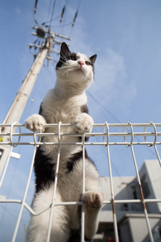 f:id:fubirai:20140415225731j:image