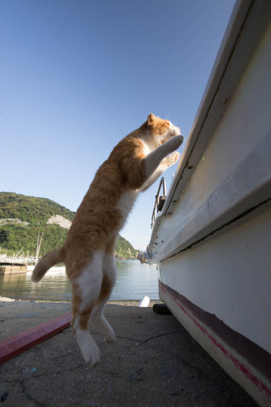 f:id:fubirai:20140911222354j:image