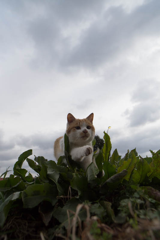 f:id:fubirai:20141214222605j:image