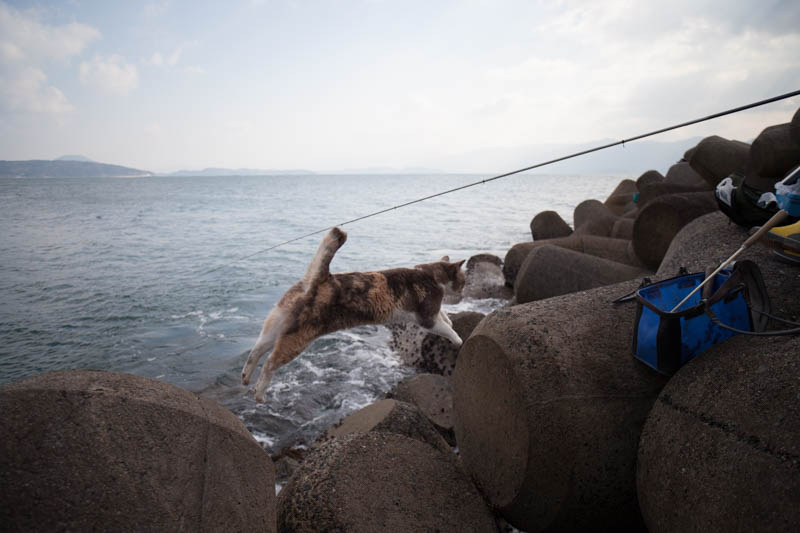 f:id:fubirai:20150109233028j:image