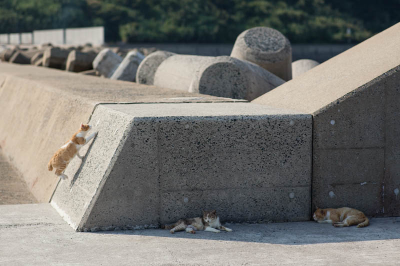 f:id:fubirai:20150109233031j:image