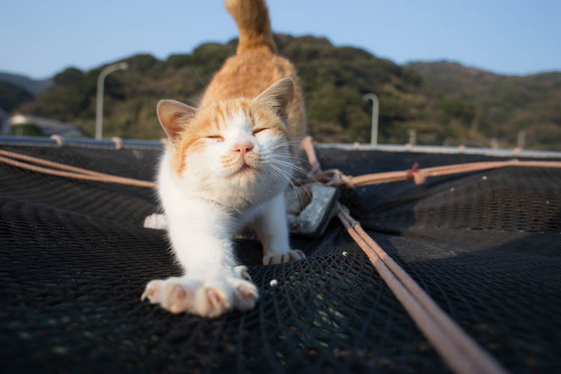 f:id:fubirai:20150302232604j:image