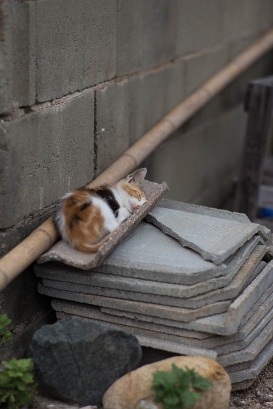 f:id:fubirai:20150304231154j:image