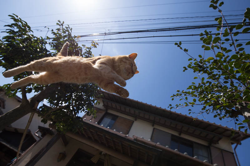 f:id:fubirai:20150324224852j:image