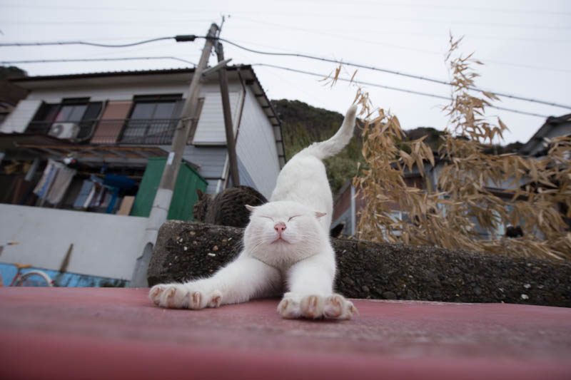 f:id:fubirai:20150326222252j:image