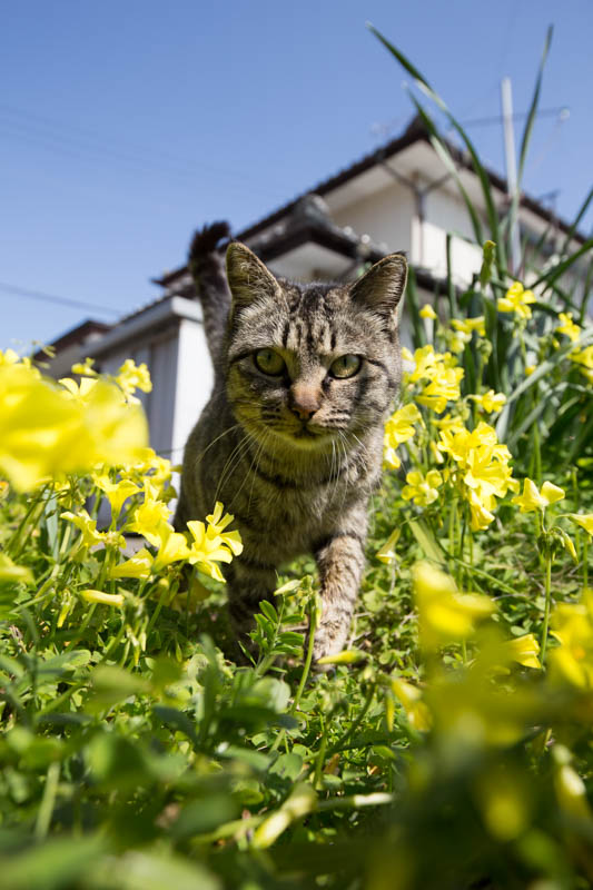 f:id:fubirai:20150328215845j:image
