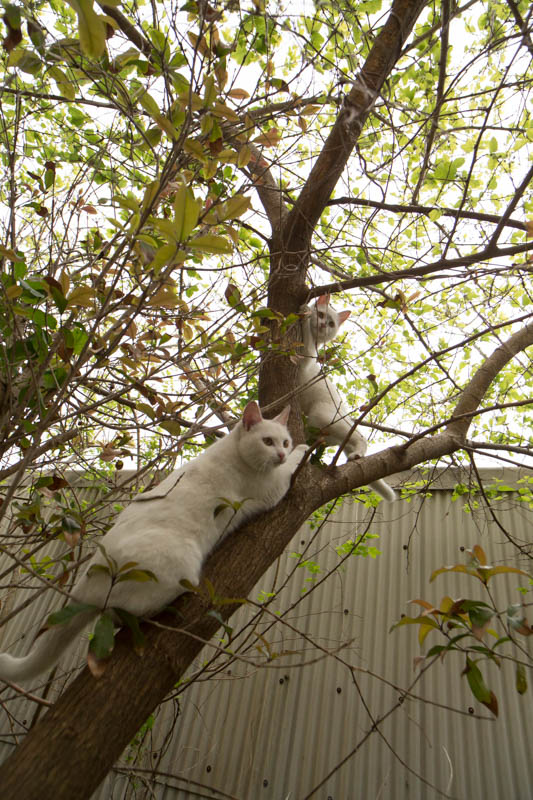 f:id:fubirai:20150706230523j:image