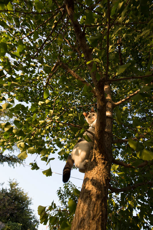 f:id:fubirai:20150714230059j:image