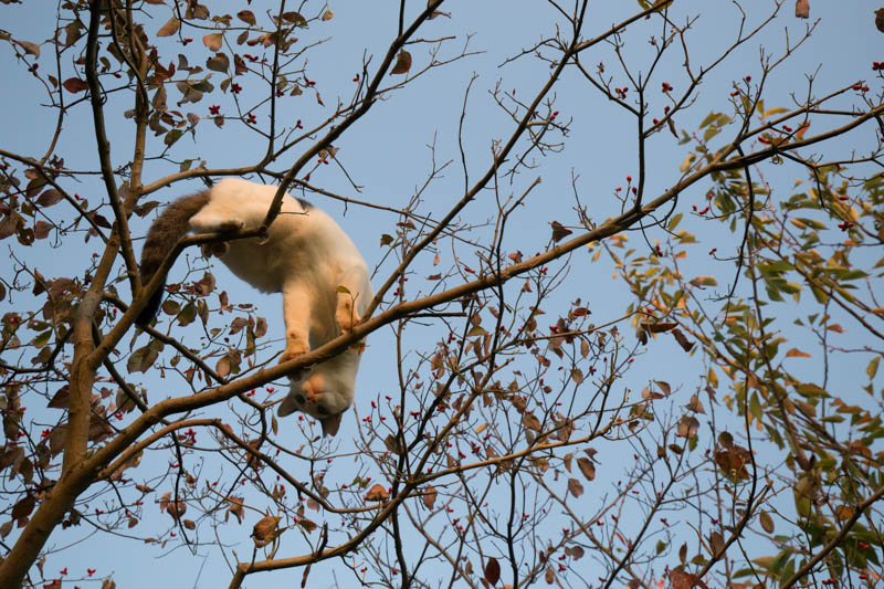 f:id:fubirai:20150714230109j:image