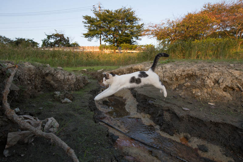 f:id:fubirai:20150724233114j:image