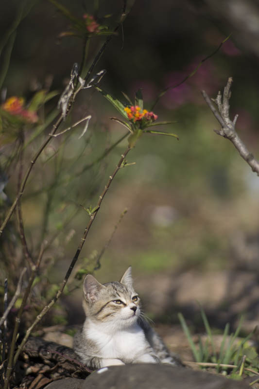 f:id:fubirai:20150904215513j:image