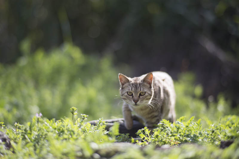 f:id:fubirai:20150904215514j:image