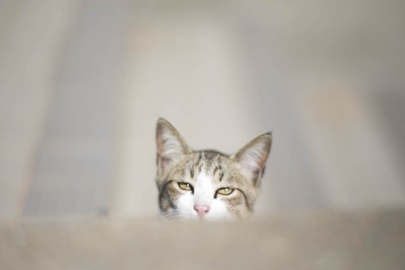 f:id:fubirai:20150904215515j:image