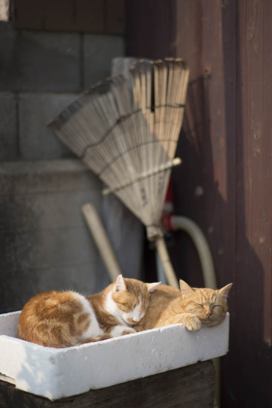 f:id:fubirai:20150904215516j:image