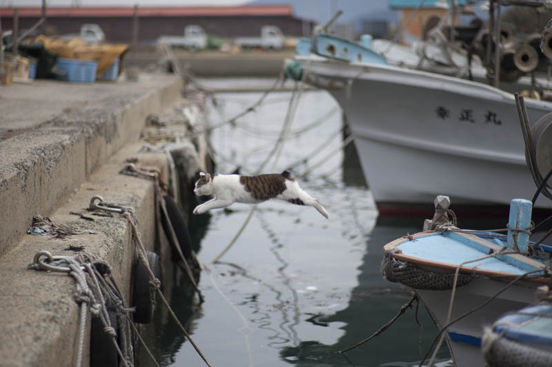 f:id:fubirai:20150906221033j:image