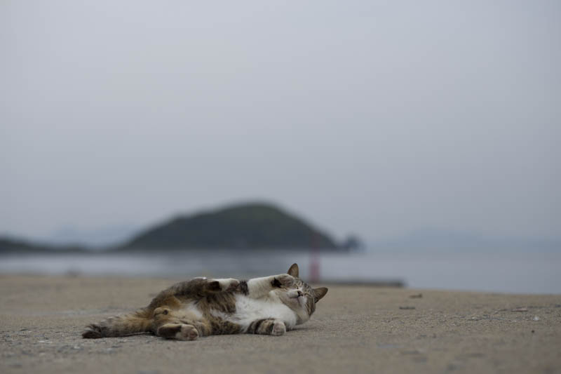 f:id:fubirai:20150908221446j:image
