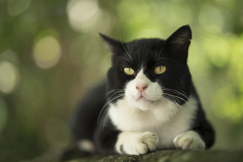 f:id:fubirai:20150908222355j:image