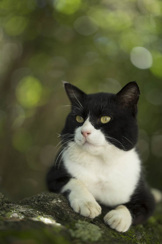 f:id:fubirai:20150908222356j:image