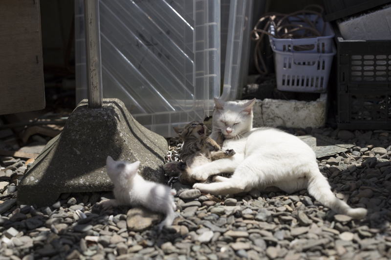 f:id:fubirai:20150922225041j:image