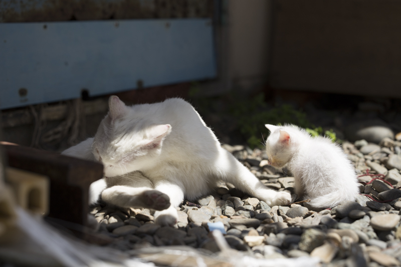 f:id:fubirai:20150922225043j:image
