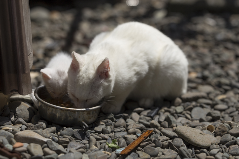 f:id:fubirai:20150922225046j:image