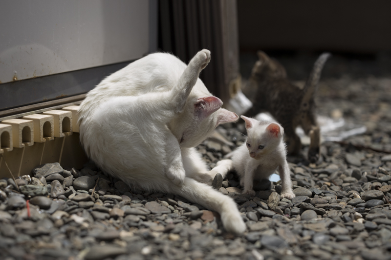 f:id:fubirai:20150922225050j:image