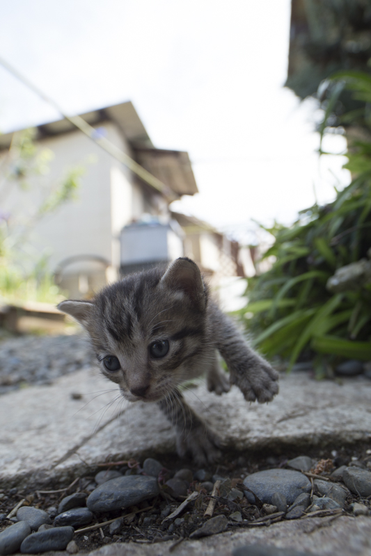 f:id:fubirai:20150922225117j:image