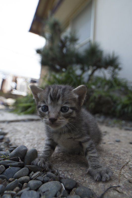 f:id:fubirai:20150922225118j:image
