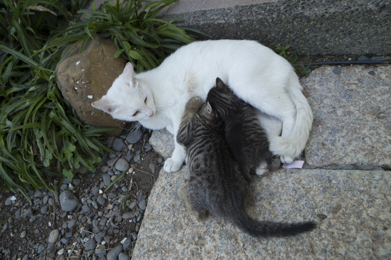 f:id:fubirai:20150922225120j:image