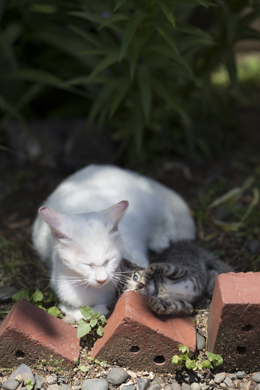 f:id:fubirai:20151008221050j:image