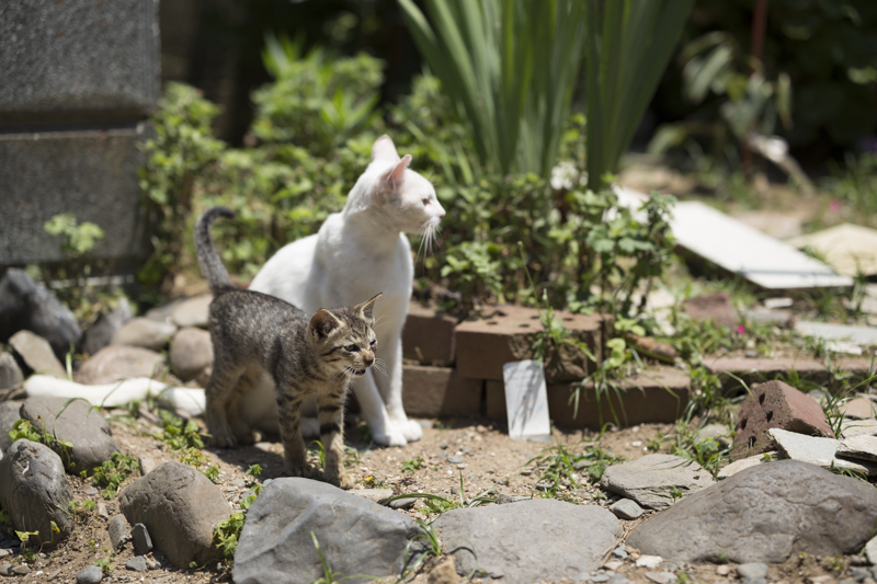 f:id:fubirai:20151008221102j:image