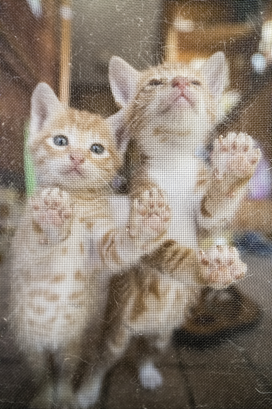 f:id:fubirai:20151113224735j:image