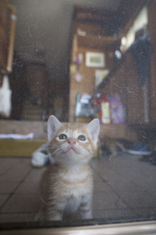 f:id:fubirai:20151113224932j:image