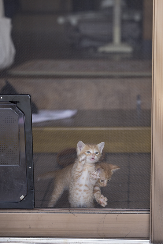 f:id:fubirai:20151113225142j:image