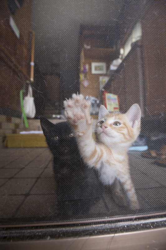 f:id:fubirai:20151127221504j:image