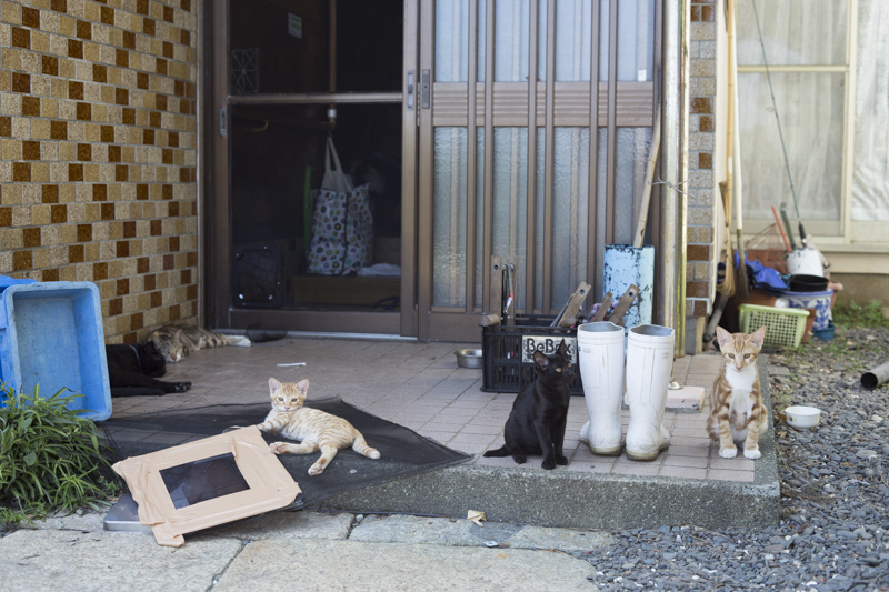 f:id:fubirai:20151129222601j:image