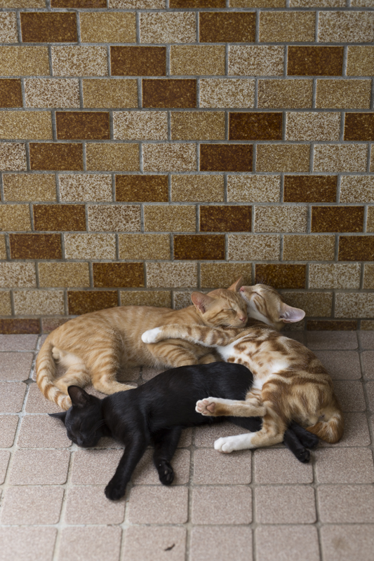 f:id:fubirai:20151207224741j:image