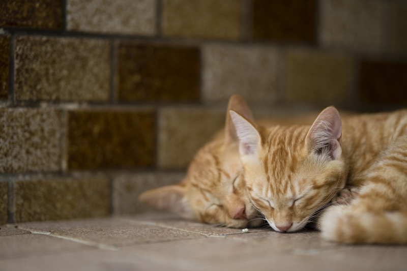 f:id:fubirai:20151207224743j:image