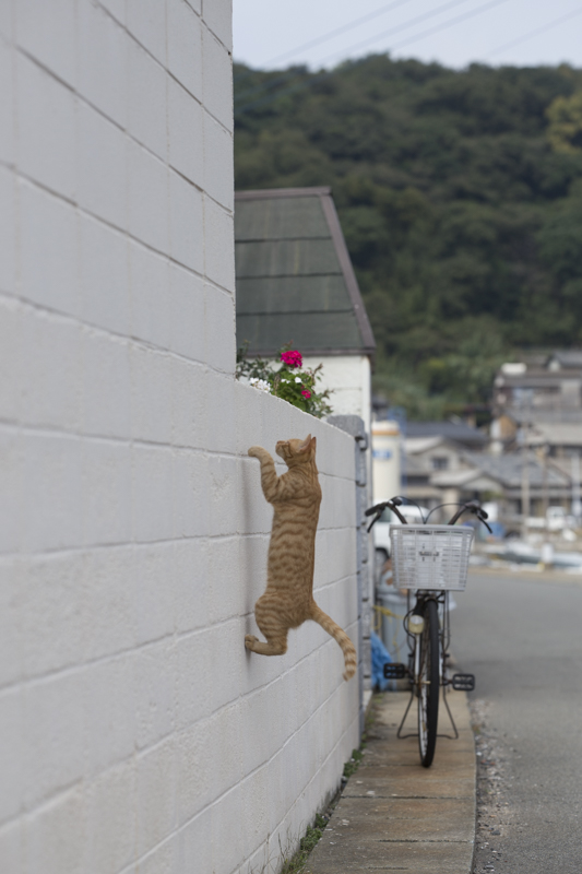 f:id:fubirai:20151207224747j:image