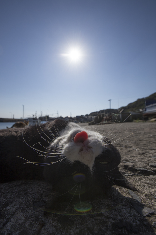 f:id:fubirai:20151211212243j:image