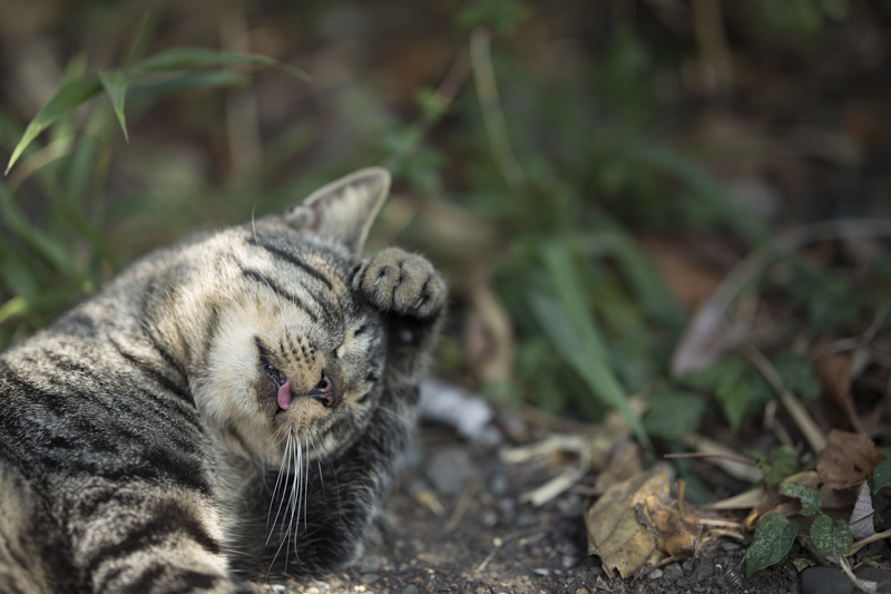 f:id:fubirai:20151211212244j:image