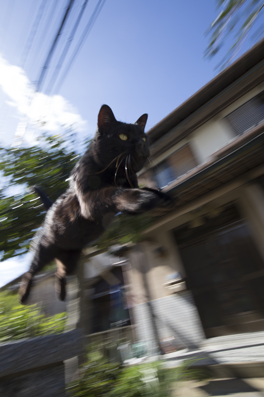 f:id:fubirai:20151229202904j:image