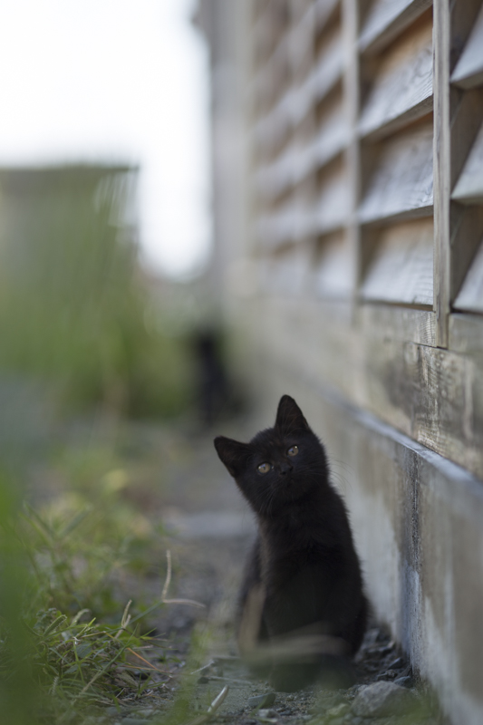 f:id:fubirai:20160103222912j:image